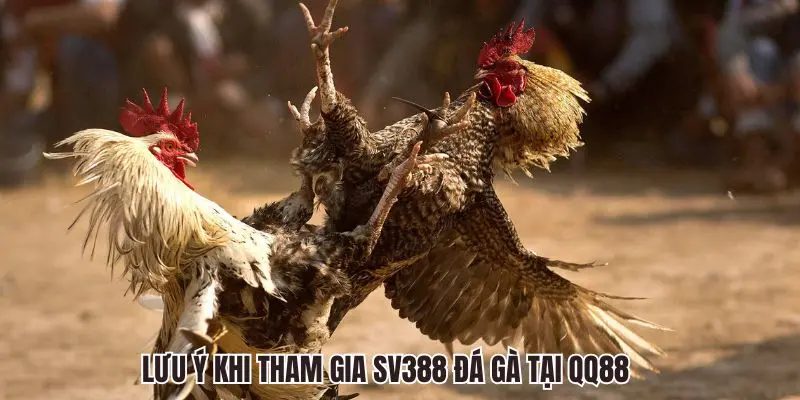 Lưu ý khi tham gia SV388 Đá Gà tại QQ88